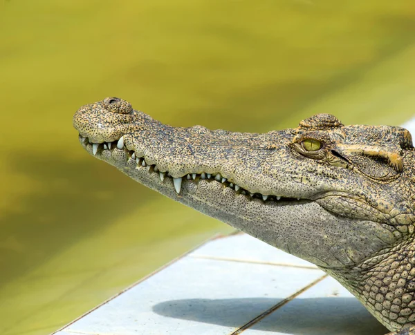 Nær en alligator – stockfoto