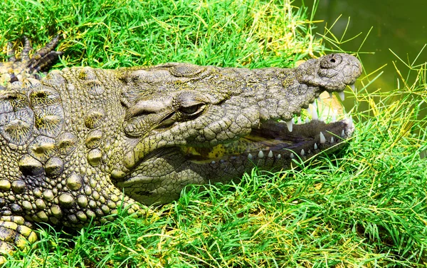 Zbliżenie aligatora — Zdjęcie stockowe
