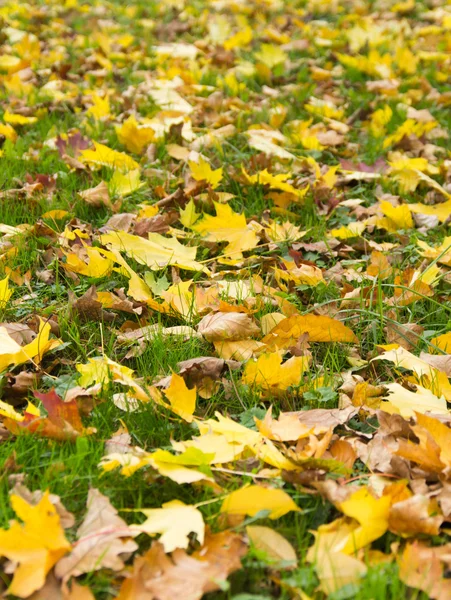 Folhas no parque de outono — Fotografia de Stock