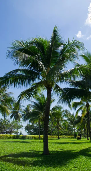 Green palm trees — Stockfoto