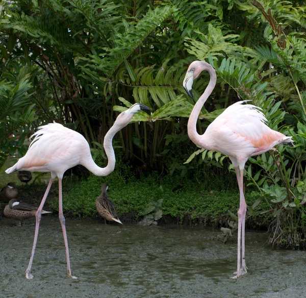 Flamingos fåglar i vatten — Stockfoto