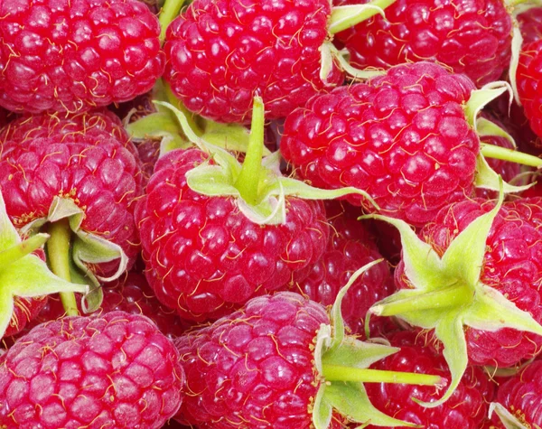 Fresh raspberries background — Stock Photo, Image