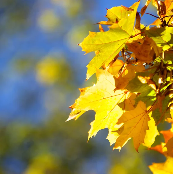 Autumn leaves ackground — Stock Photo, Image