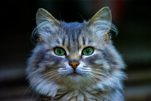 Retrato de gato joven — Foto de Stock