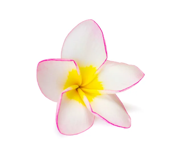 Frangipani egzotikus virág — Stock Fotó