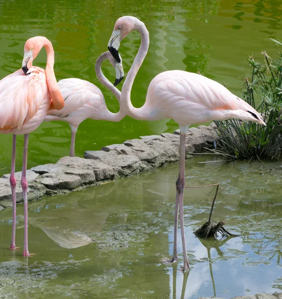 Flamingos fåglar i vatten — Stockfoto