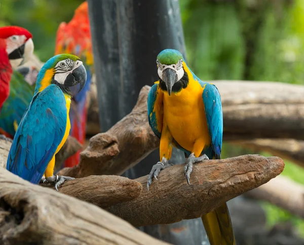Papagaios Macaws coloridos — Fotografia de Stock