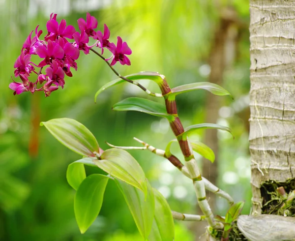 Hermosas flores de orquídea —  Fotos de Stock