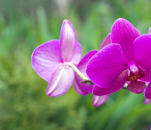 Krásné květy orchidejí — Stock fotografie