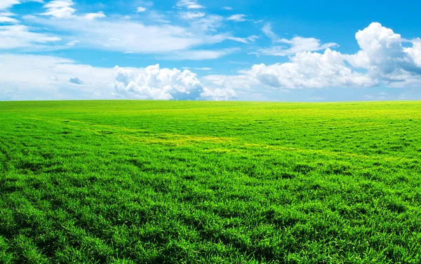 Campo y cielo azul — Foto de Stock