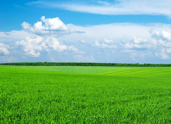 Field and  blue sky — Stock Photo, Image