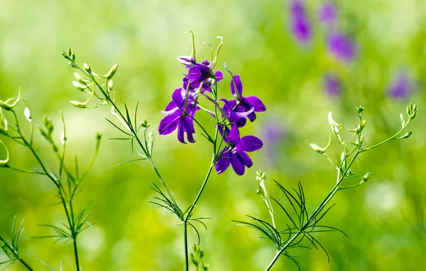 Flores de primavera azuis — Fotografia de Stock