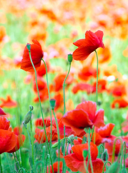 Coquelicots sur champ de céréales — Photo