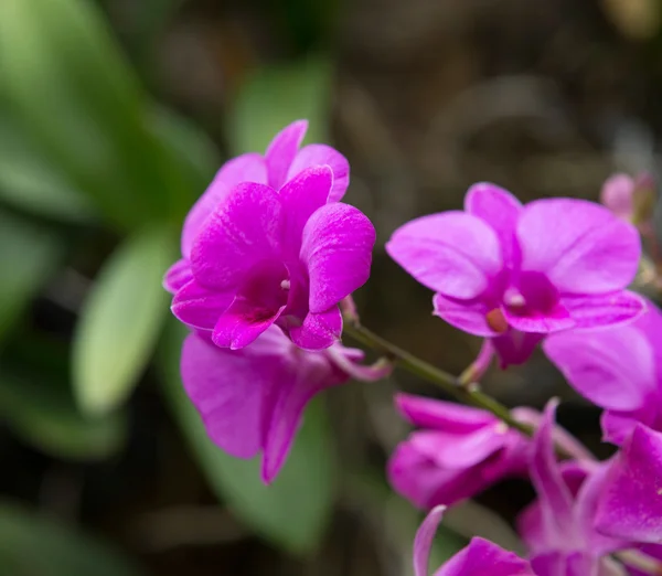 Schöne Orchideenblüten — Stockfoto