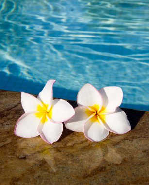 çiçekler Plumeria havuzu üzerinde