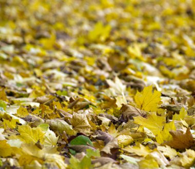 parkta sonbahar yaprakları