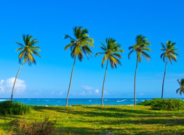 Caribbean beach ve palmiye ağaçları