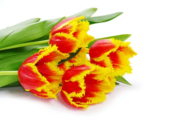 Bei tulipani gialli — Foto Stock