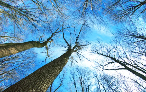 Hermoso bosque de invierno —  Fotos de Stock