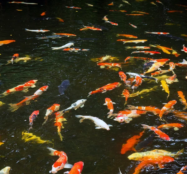 Gemeenschappelijke karpers in water — Stockfoto