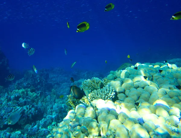 Voller bunter Fische — Stockfoto