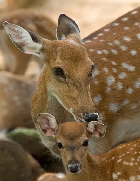 Whitetail deer animals — Stock Photo, Image