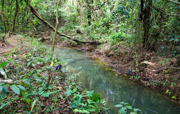 Corriente en la selva tropical — Foto de Stock