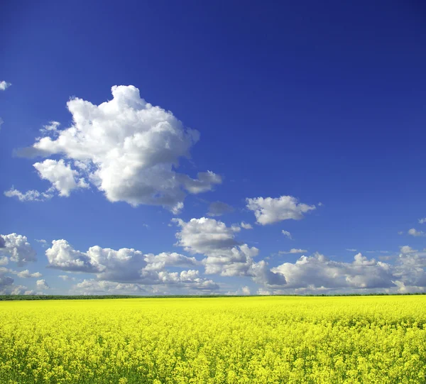 Campo e céu azul — Fotografia de Stock