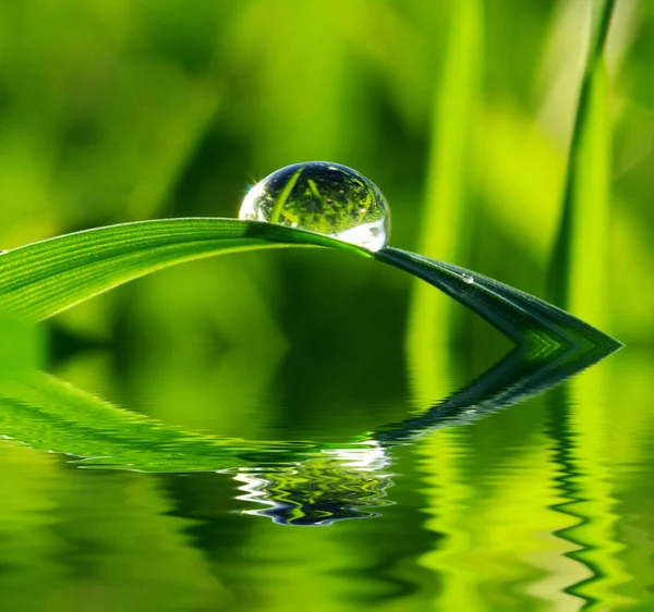 Gota na grama — Fotografia de Stock