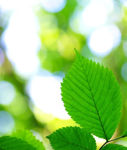 Groene bladeren achtergrond — Stockfoto