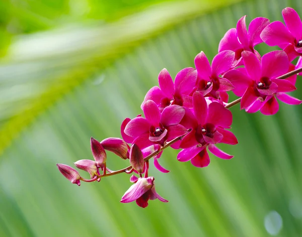 Красивая розовая орхидея — стоковое фото