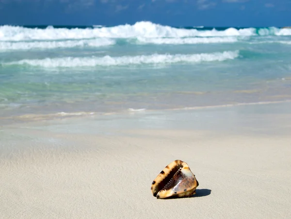 Muszla na karaibskiej plaży — Zdjęcie stockowe