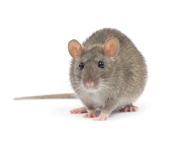 Little grey rat — Stock Photo, Image