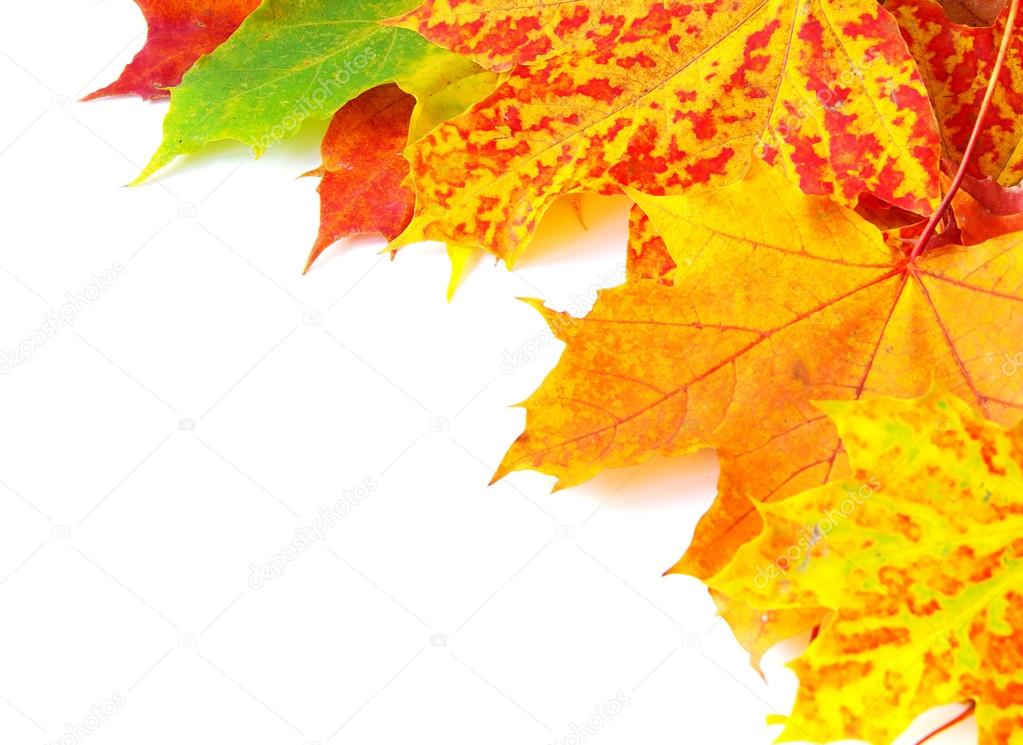 Autumn maple leaves