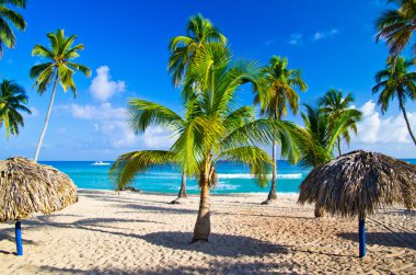 tropik sahil ve palmiye ağaçları