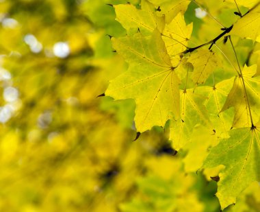 Renkli sonbahar yaprakları