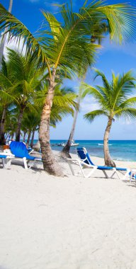Plaj sandalyeleri palmiye altında