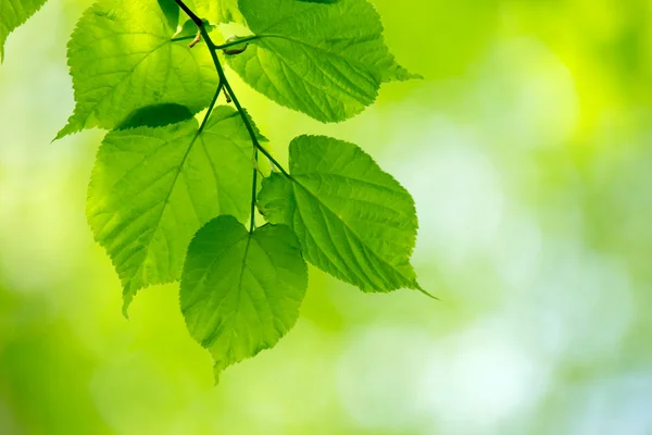 Sfondo verde naturale — Foto Stock