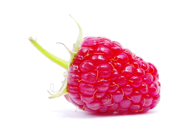 红新鲜树莓 — 图库照片