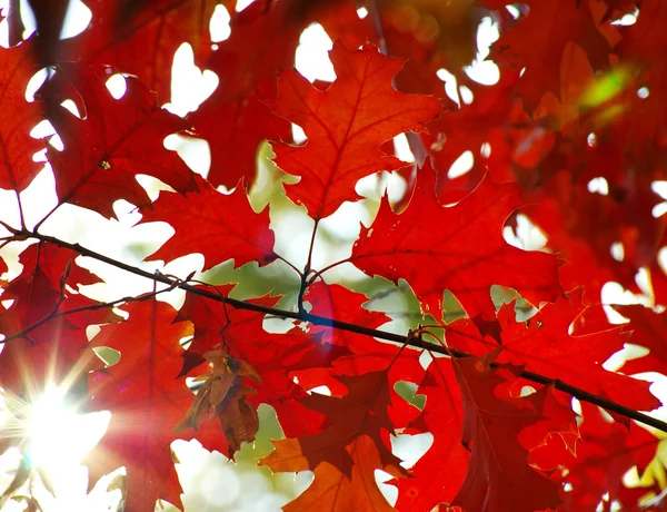 Autunno foglie sfondo — Foto Stock