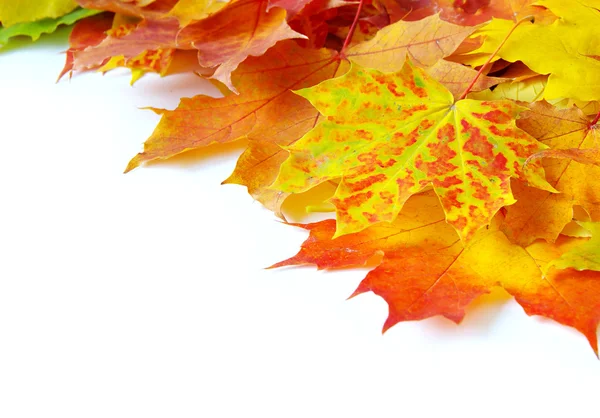 Autumn maple leaves — Stock Photo, Image