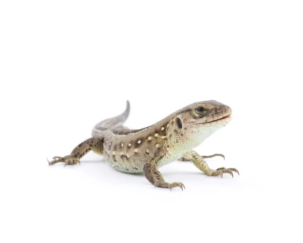 Lagarto marrón pequeño —  Fotos de Stock