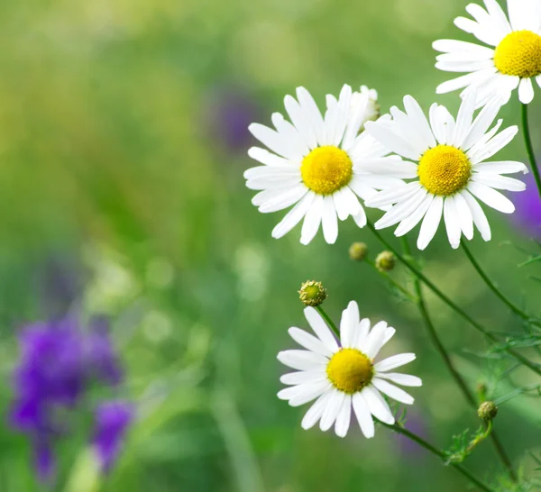 Grünes Gras und Kamille — Stockfoto