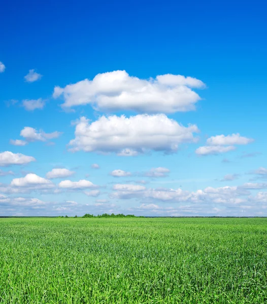 Campo y cielo azul — Foto de Stock