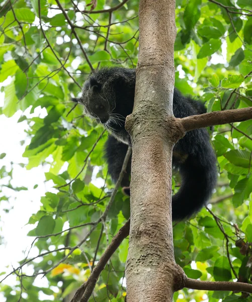 Vicces állati binturong — Stock Fotó