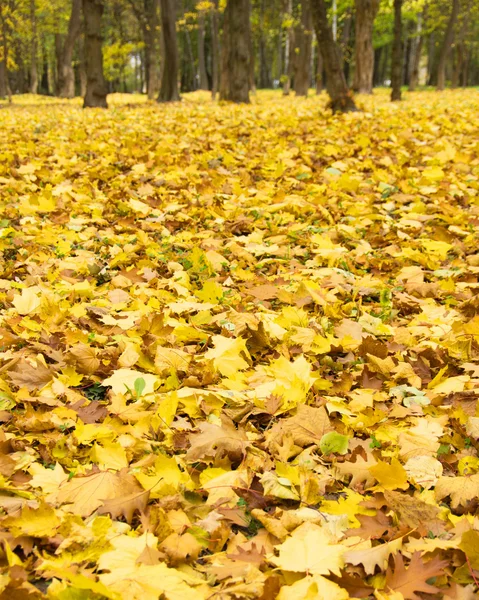 Foglie d'autunno colorate — Foto Stock