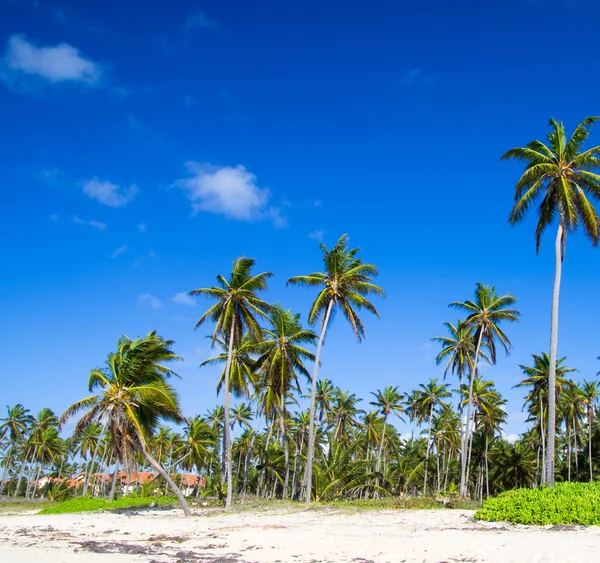 Palm trees on the sky — Stock Photo, Image