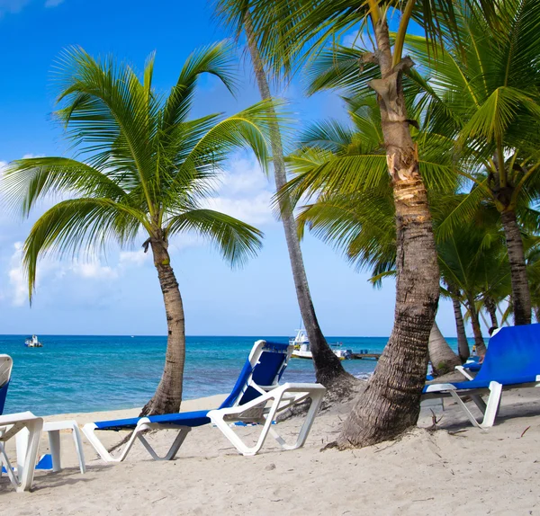 Beach chairs under palm — Stock Photo, Image