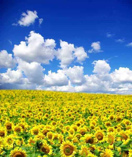 Geel zonnebloem veld — Stockfoto