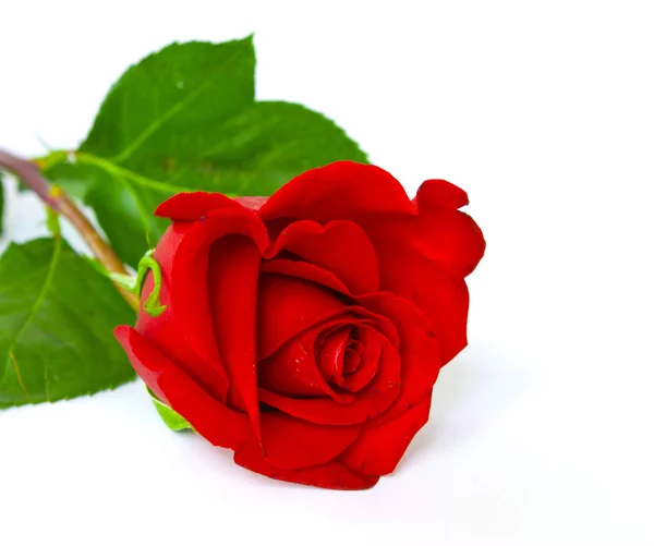 Beautiful red rose — Stock Photo, Image